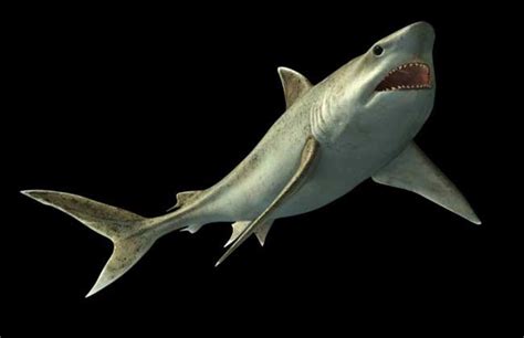 鯊魚品種鯊魚種類 五分株